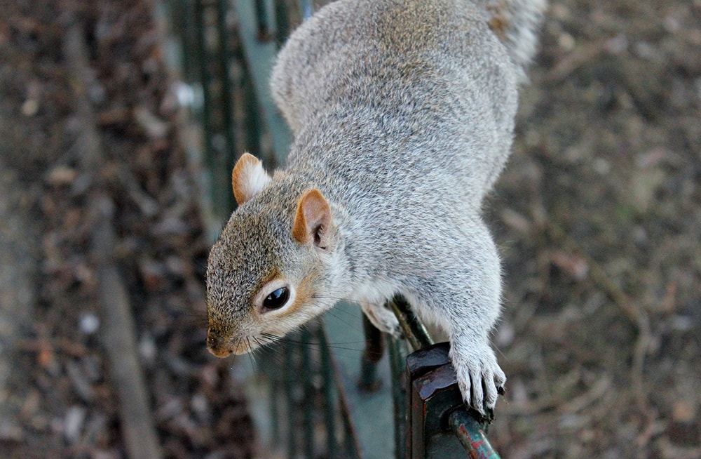 squirrel crawling along railing