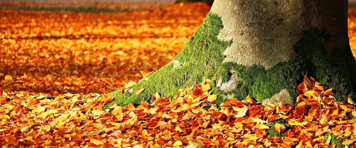 leaves on the ground under a tree