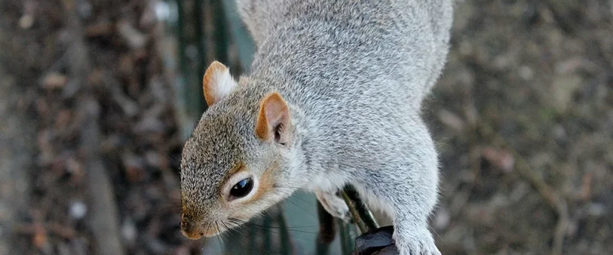 squirrel crawling along railing